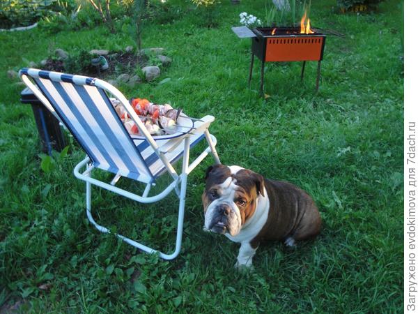 Мой Чарлик на даче