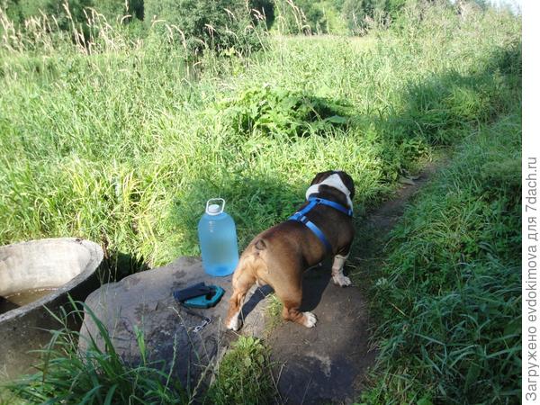 Мой Чарлик на даче