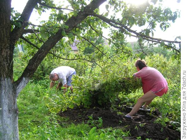 Цветущая клумба на месте смородины