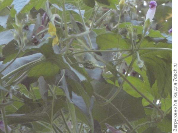 Это только что завязавшийся плодик момордики.. А так как он высоко, я приблизила изображение, поэтому качество фотографии не очень хорошее.