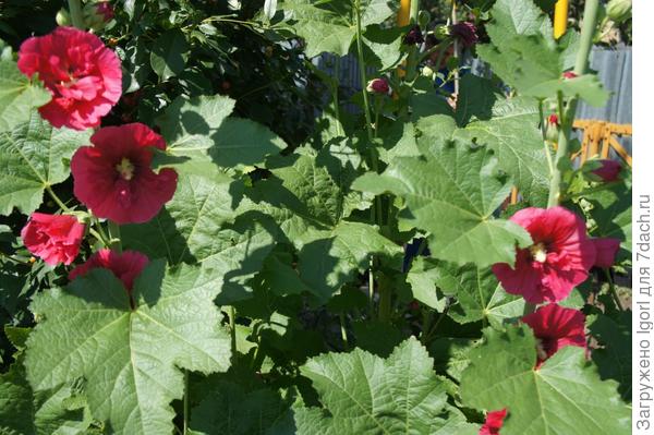 Период цветения на даче