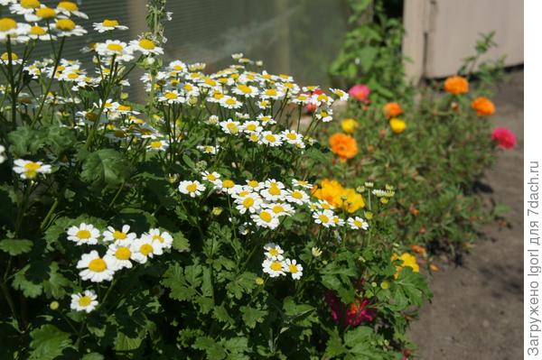 Период цветения на даче