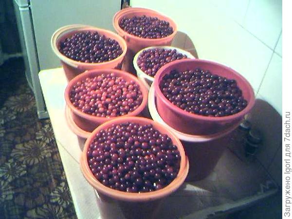 Скоро пора сбора урожая!