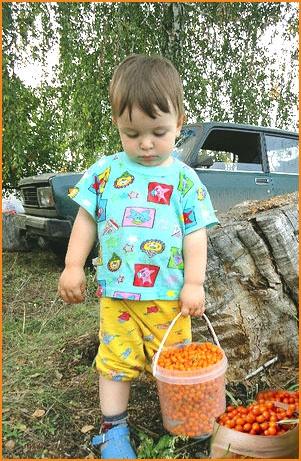 Мой рассказ об облепихе!