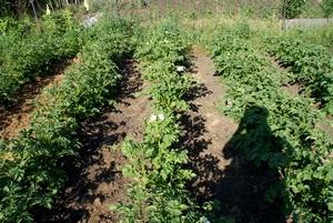 Картофельные грядки.