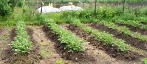 Грядки картофеля.