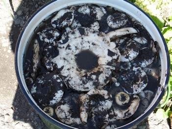 Груздочки мокнут в воде.