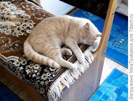 Наш кот Айка.