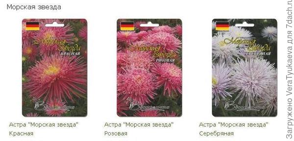 Астры &quot;Морская звезда&quot;