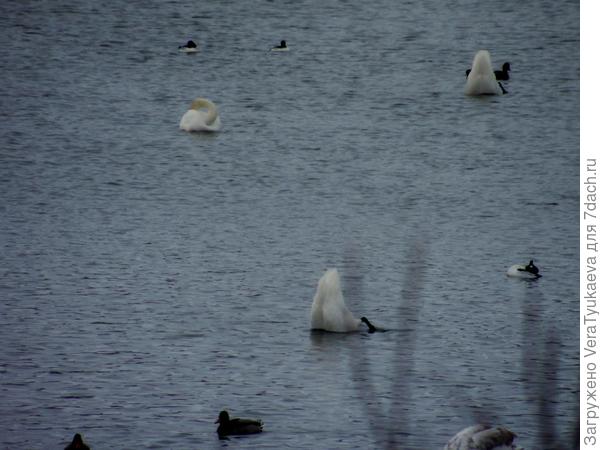 Лебеди на Алтае. Зима 2014 - 2015