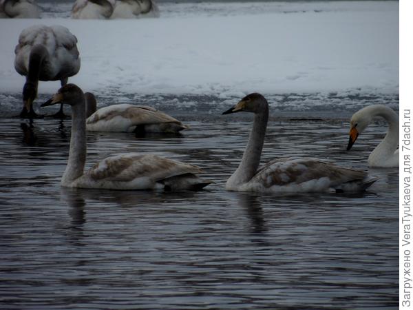 Молодые лебеди на Алтае. Зима 2014 - 2015