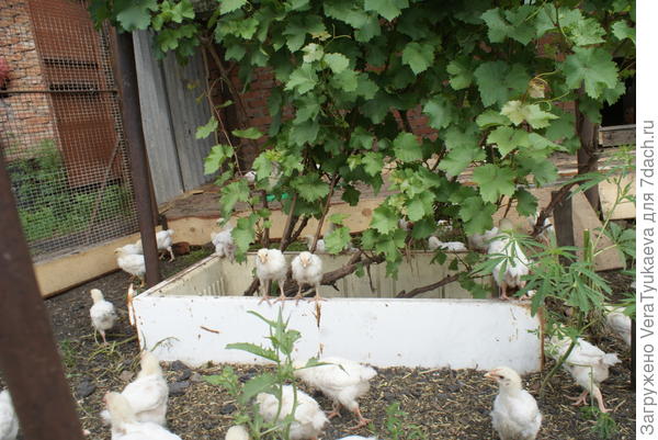 Виноград в холодильнике.