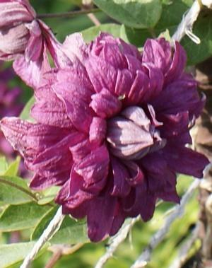 Пурпуреа плена элеганс.