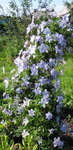 Голубой ангел.