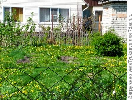 Одуванчики.