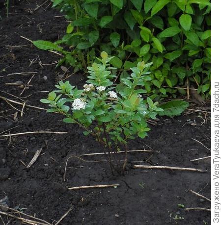 Спирея Вангутта.