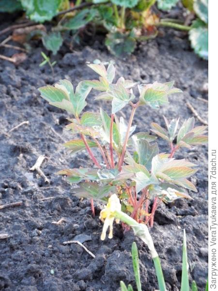 Пион древовидный.