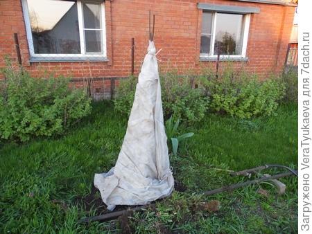 Яблонька в укрытии.