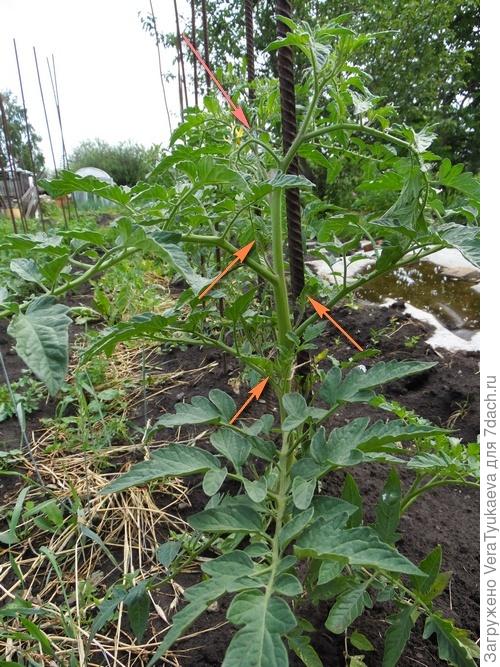 Пасынкование помидоров.