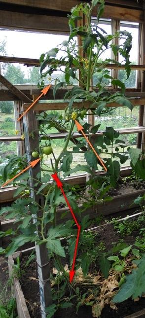 Пасынкование помидоров.