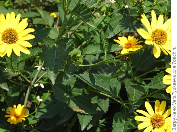 Может это гелиопсис?