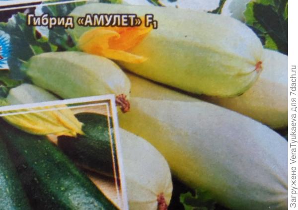 Кабачок Амулет.