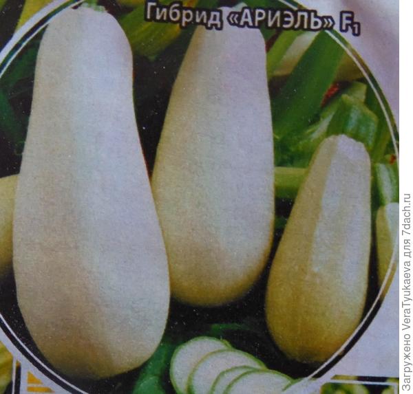 Кабачок Ариэль.