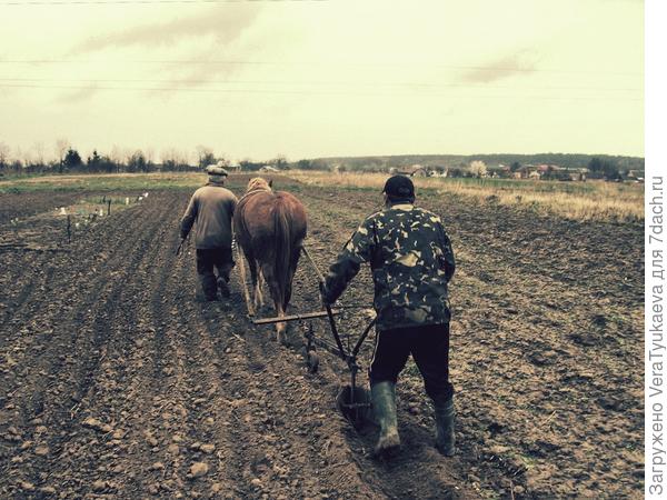 Лошадь.