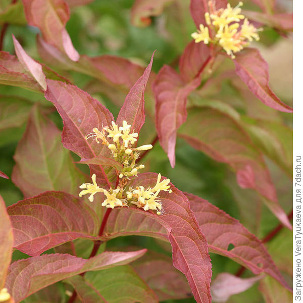 http://www.waysidegardens.com/kodiak-orange-diervilla/p/37466/