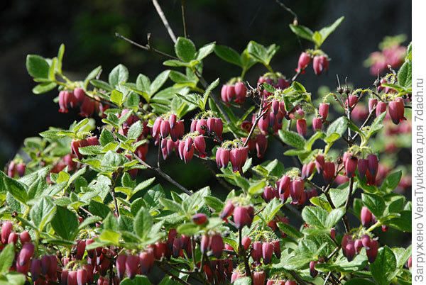 http://www.asianflora.com/Ericaceae/Menziesia-multiflora-4.jpg