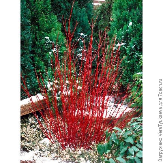 http://images.obi.de/fsicache/obi?type=image&source=ObiWebShop%2FPROD%2FDE%2Fproduct%2F165%2F165438_picture_1.jpg&width=565&height=565&quality=85&effects=pad%28CC,ffff%29