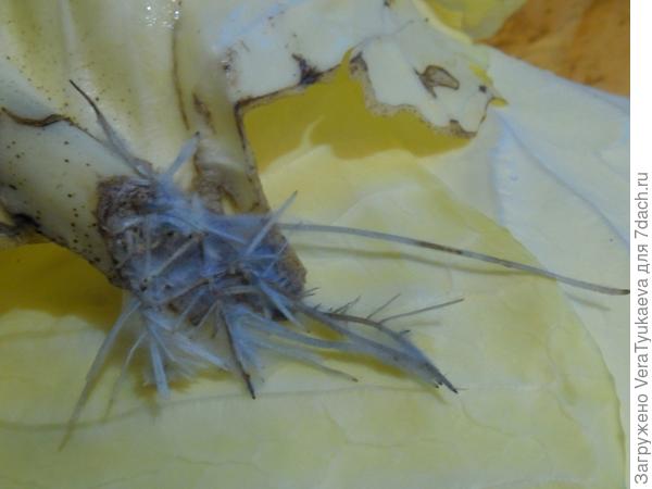 Корни на прожилках листа.