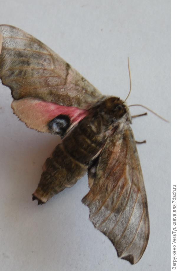 Бражник глазчатый.