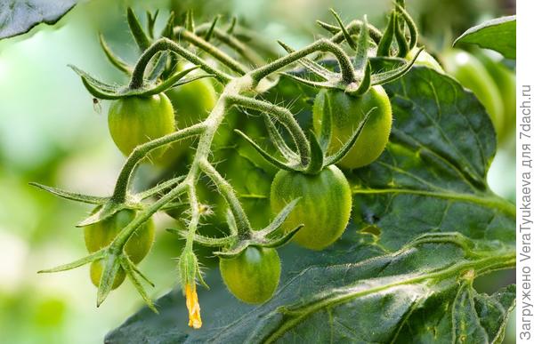 Рассада помидор в домашних условиях: как посеять и вырастить здоровую рассаду томатов