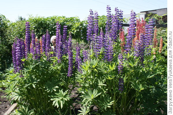 Это я спряталась за люпинами.