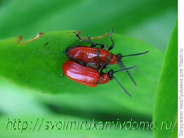 Фотография с сайта Ольги богач.