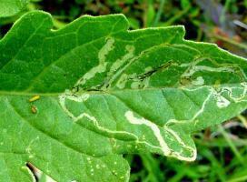http://www.infonet-biovision.org/PlantHealth/Pests/Leafmining-flies-Leafminers  Мины на помидорном листе.
