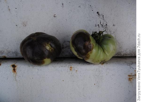 Монгольский карлик.