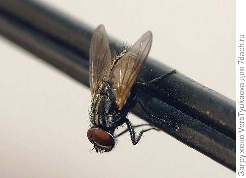 http://www.ozanimals.com/Insect/Housefly/Musca/domestica.html