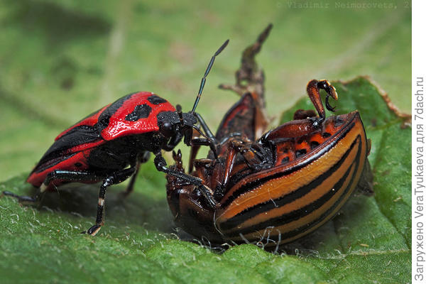 Периллюс. http://macroid.ru/showcat.php?action=last_added&cat=99912&lang=en