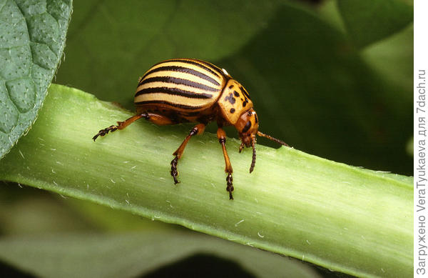 Колорадский жук. https://fr.wikipedia.org/wiki/Doryphore#/media/File:Colorado_potato_beetle.jpg