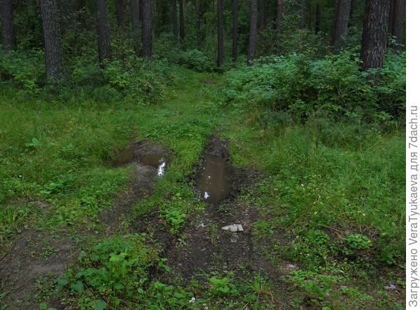 Лес сырой, лужи. подстилка влажная.
