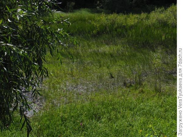 Низина на острове Иконников. Вода в ней не только родничковая, сюда может заходить катунская. Не успела выйти, как гнус облепил кисть руки.