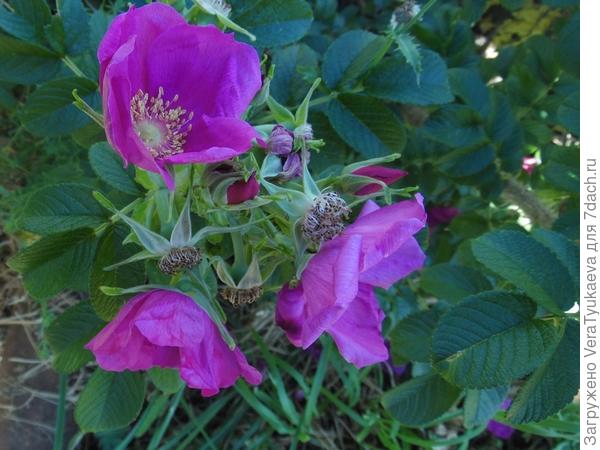 Шиповник цветет в конце августа.