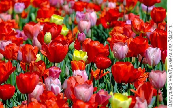 Цветут тюльпаны разных сортов на одной клумбе.