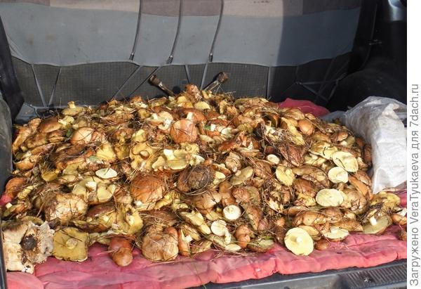 Это остатки после одаривания родственников грибами.