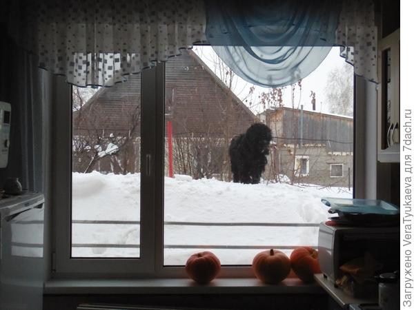Каштак неподалеку от кухонного окна.