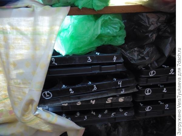 С другой стороны дельфиниумной кассеты поставлены на полку пустые кассеты, поленницей они стоят. Но ведь так будет только до 25 марта, когда в них посею помидоры для грунта