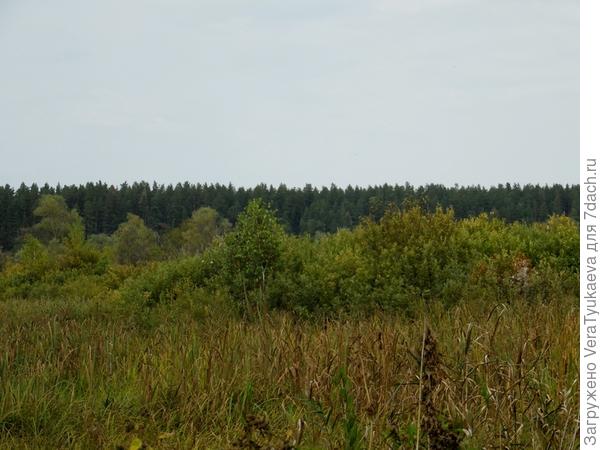 Я стояла на одном берегу Оби, очень далеко от воды, думаю, что не менее километра. Низкие кусты и деревца растут в пойме на моем берегу. А высокий сосняк, который тянется на тысячи километров вдоль реки уже на другом берегу. С той стороны тоже есть пойма, над ней высокий берег. Там пески, говорят, что многометровые отложения, едва ли не сотни метров песка в глубину. Вот на этих песках растут сосняки. Огромные леса.