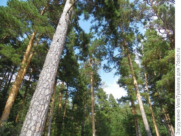 Это сосны у озера Канонерского, оно находится в черте города. На берегах база института, небольшое сельцо рядышком и садоводство. В озере растет чилим, это орех-рогулька. Этот лес уже на другом берегу реки.